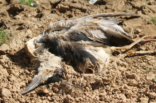 Eurasian Black-crowned Night-Heron