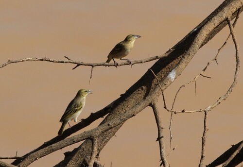 Black-headed Weaver