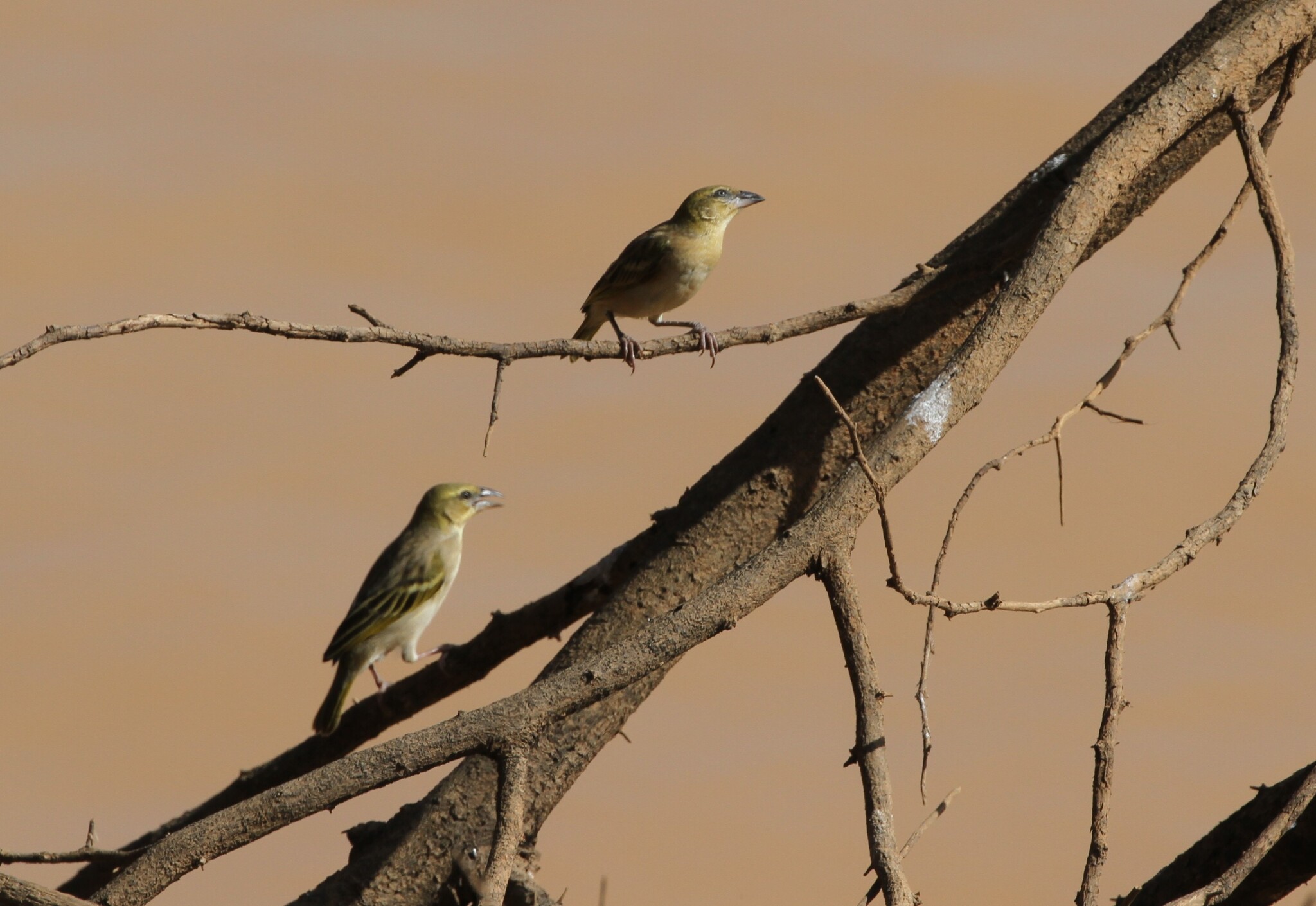 Black-headed Weaver (Ploceus melanocephalus), photo 4
