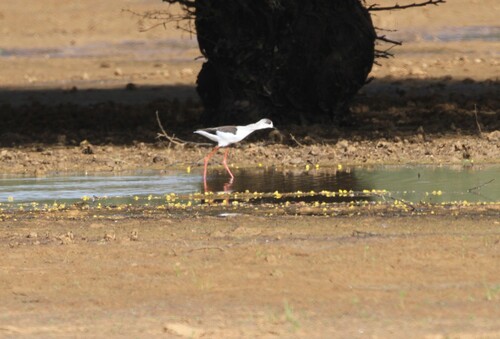 Black-winged Stilt
