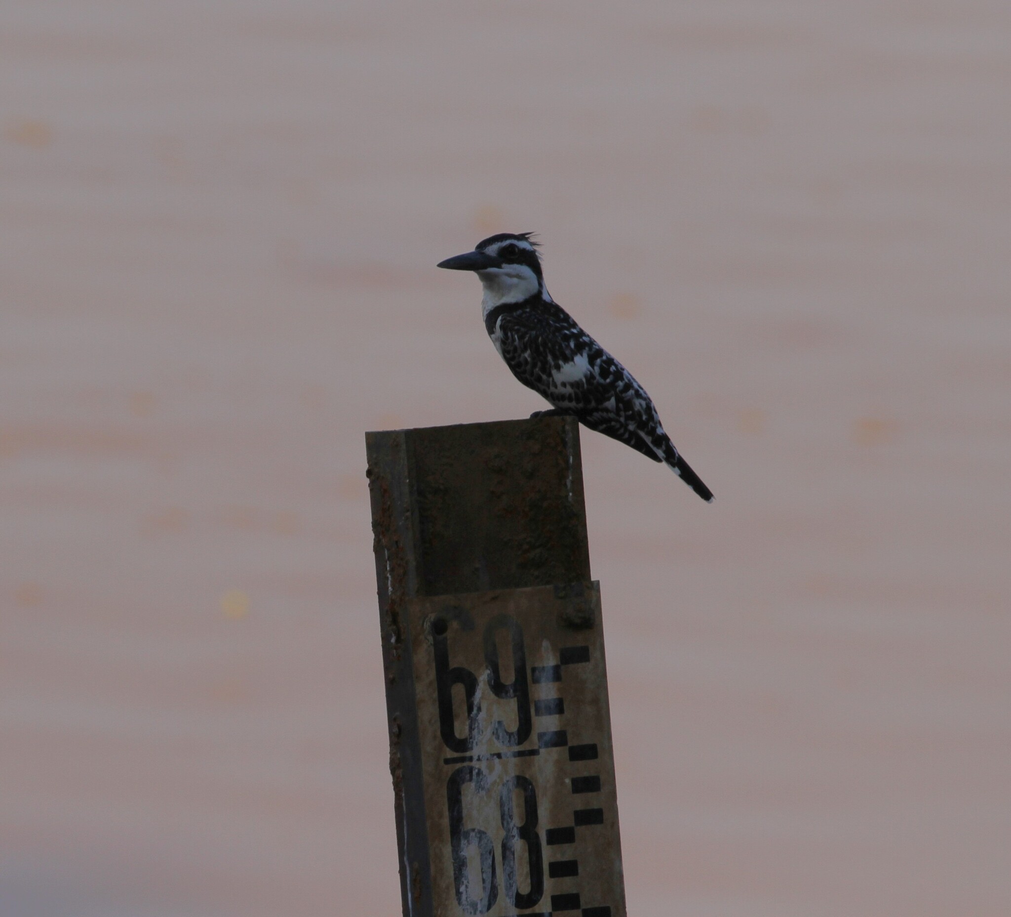 Pied Kingfisher (Ceryle rudis), photo 3
