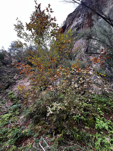 Quercus gravesii, photograph 5
