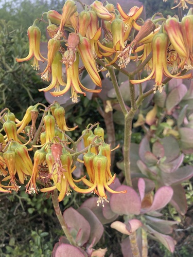 Velvet Pigsears (Cotyledon velutina)