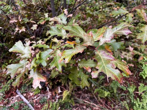 Chisos Red Oak (Quercus gravesii)