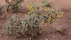 Cylindropuntia imbricata