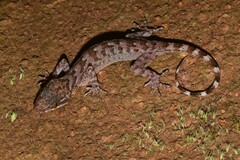 Sabah Lowland Bent-toed Gecko