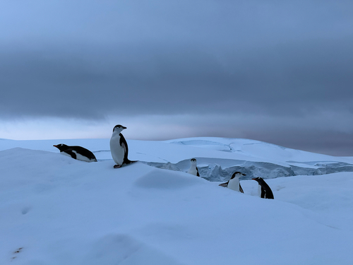 Chinstrap Penguin (Pygoscelis antarcticus), photo 9