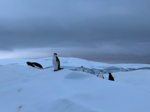 Chinstrap Penguin (Pygoscelis antarcticus), photo 10