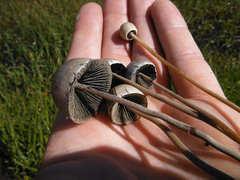Panaeolus papilionaceus parvisporus