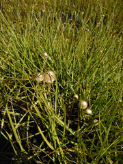 Panaeolus papilionaceus parvisporus