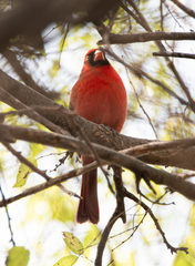 Cardinalis cardinalis