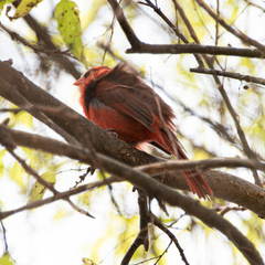 Cardinalis cardinalis