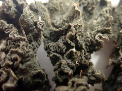 Leptogium coralloideum