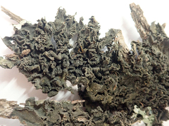 Leptogium coralloideum