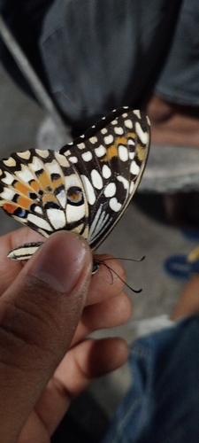 Papilio demoleus