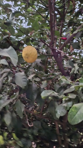 Citrus medica