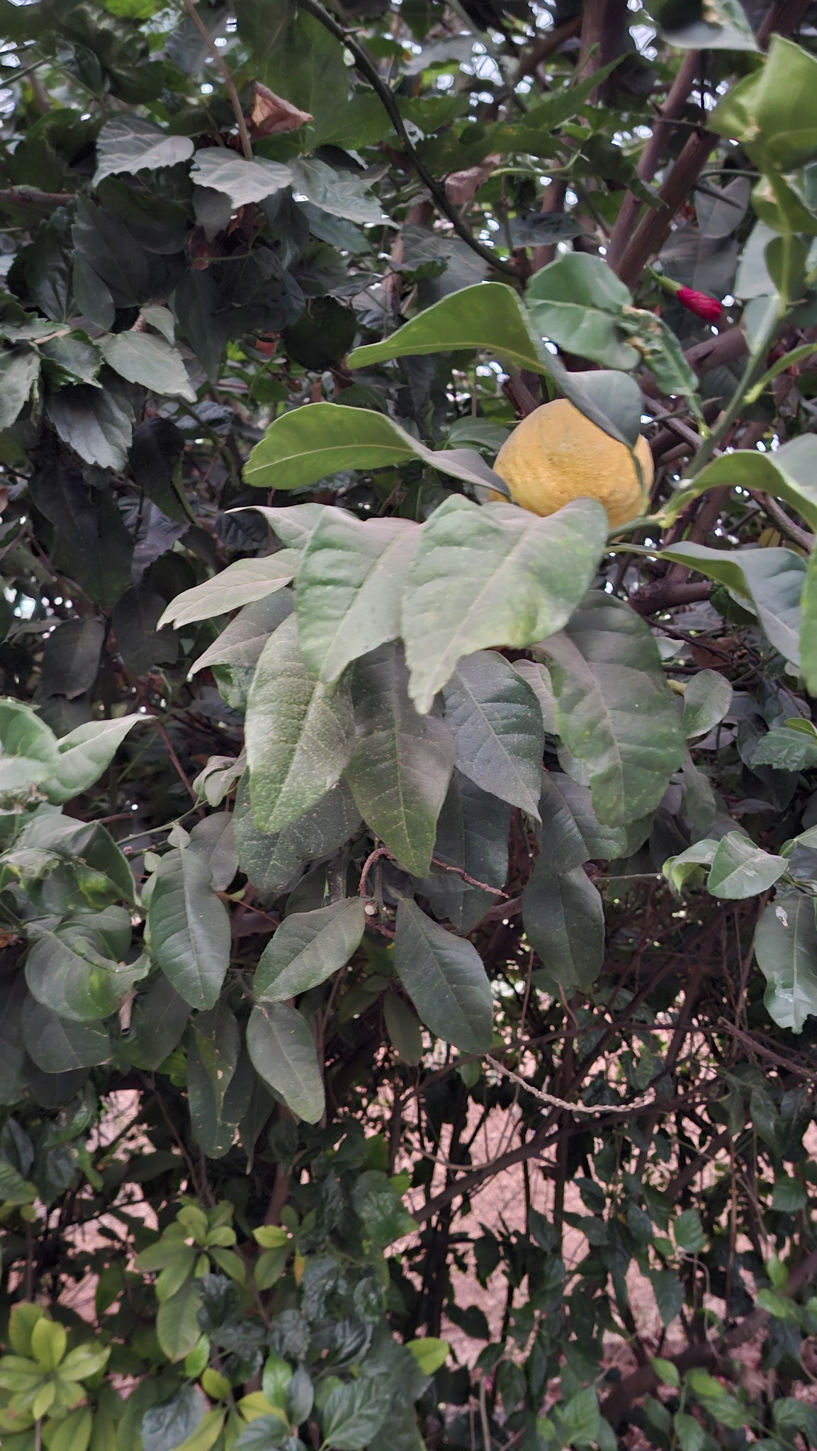 Citron (Citrus medica)