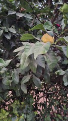 Le Cédrat (Citrus medica)