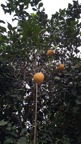 Citrus medica