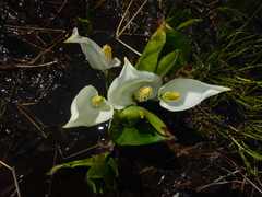 Lysichiton camtschatcensis