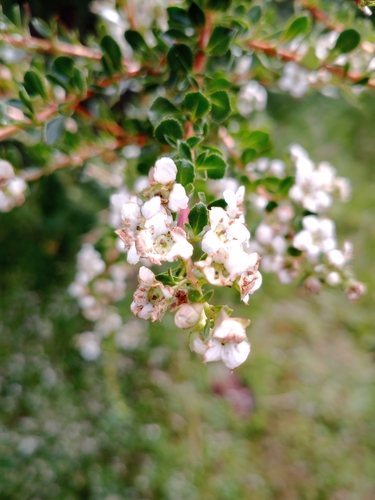 Escallonia virgata, photograph 1