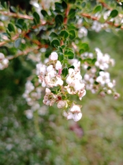 Escallonia virgata