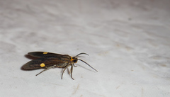 Aclytia