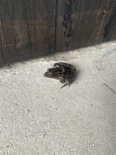 Southern Leopard Frog observed by ritarigdon