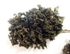 Leptogium coralloideum