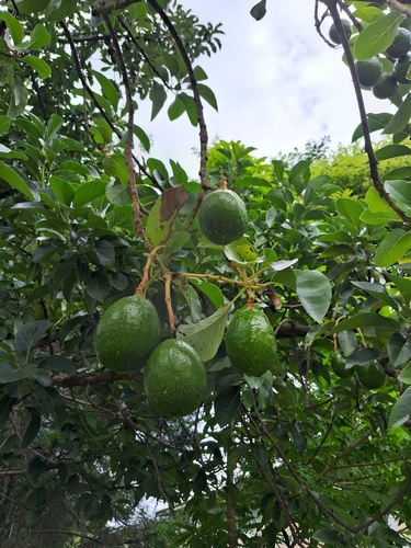 Avocado
