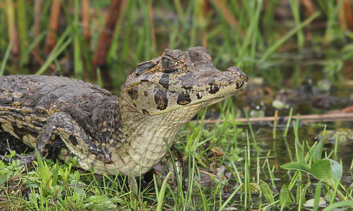 Yacare Caiman, photo 9 of 10