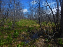 Lysichiton camtschatcensis