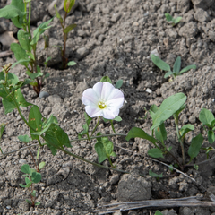 Convolvulus arvensis