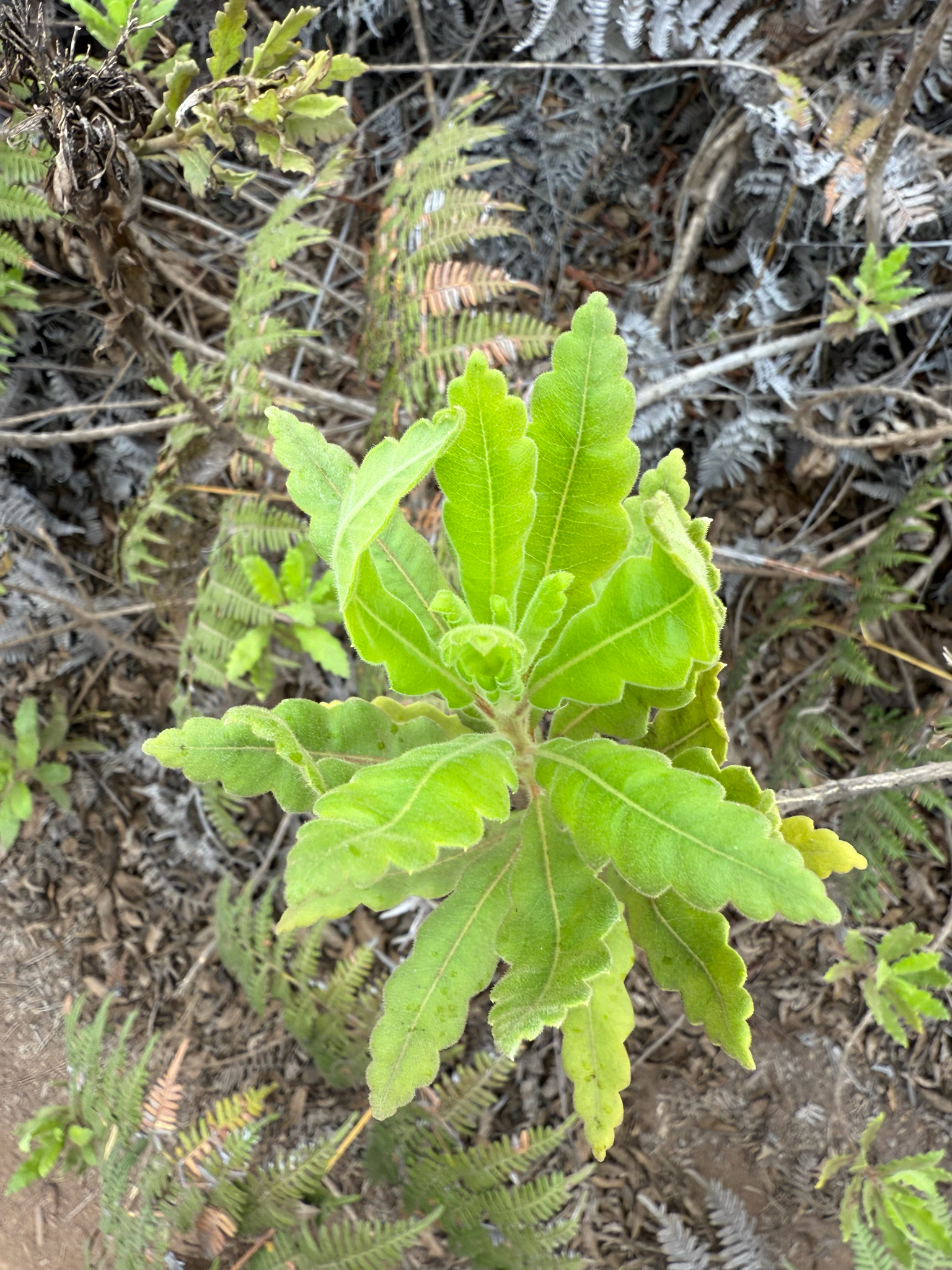 Flor de la pasión