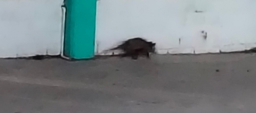 Tlacuache norteño observed by monica2014