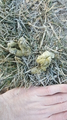 Tympanuchus phasianellus