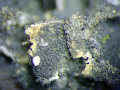 Leptogium coralloideum