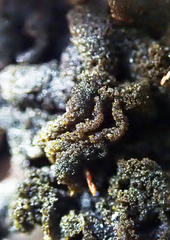 Leptogium coralloideum