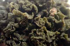 Leptogium coralloideum