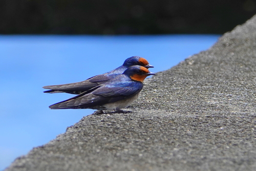 Hirundo javanica