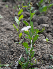 Convolvulus arvensis