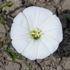 Convolvulus arvensis