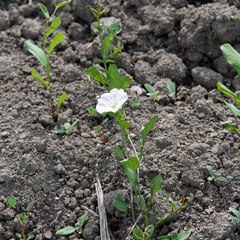 Convolvulus arvensis