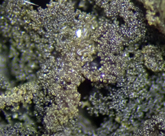 Leptogium coralloideum