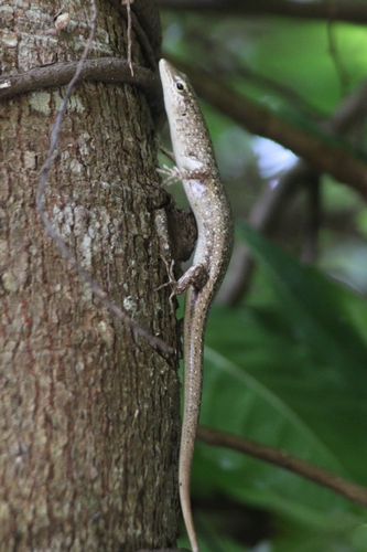 Lamprolepis smaragdina