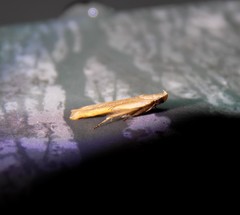 Mesophleps adustipennis