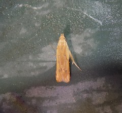 Mesophleps adustipennis