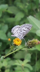 Leptotes cassius