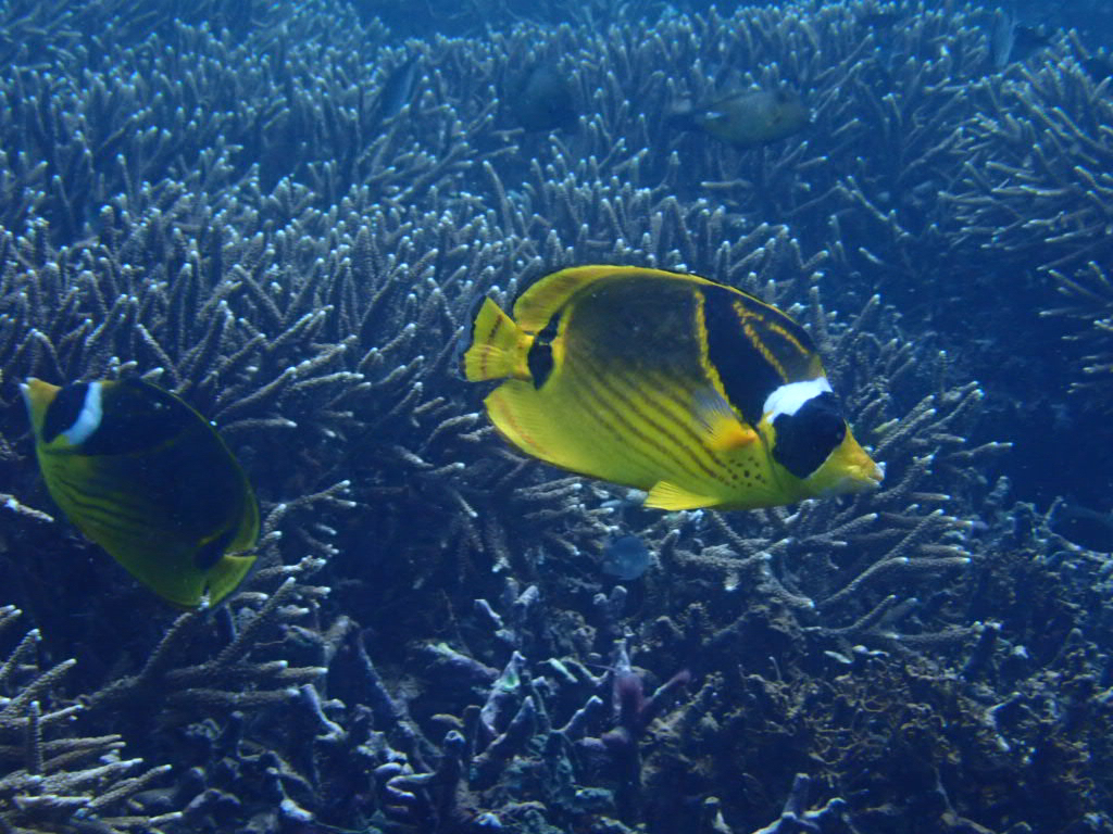 Halfmoon Butterflyfish (Chaetodon lunula)