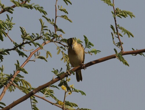 Black-headed Weaver (Ploceus melanocephalus), photo 2